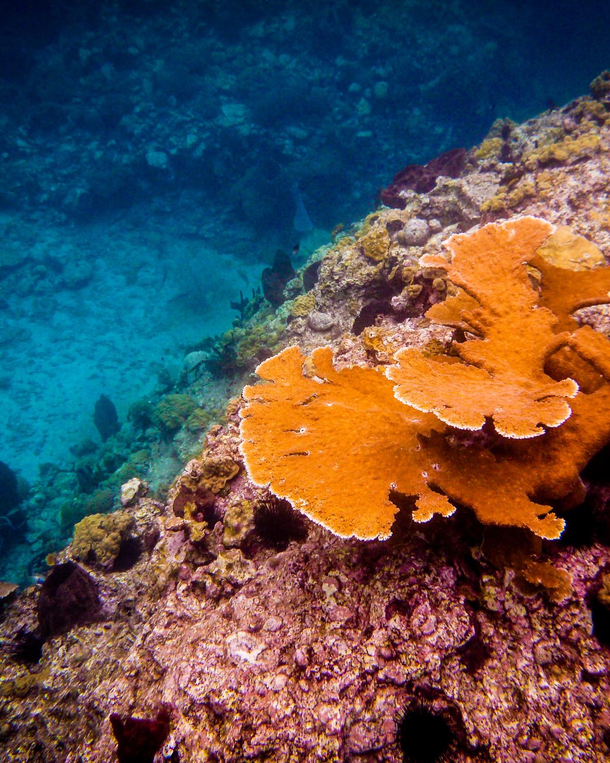 Discover Dominica - Snorkeling